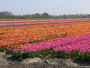 Blumenfelder2