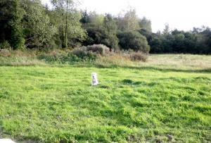 Blick in Wald und Wiese