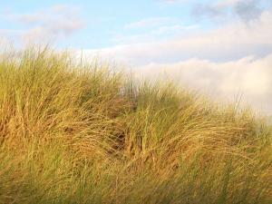 D&uuml;nen Bredene