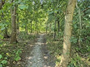 Waldpfad