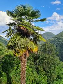 Palme Casa Falmenta mit Blick ins Tal