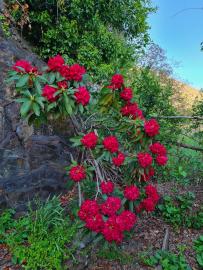 Unterer Garten Casa Falmenta