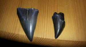 Haifischzähne, gefunden am Strand Schoneveld