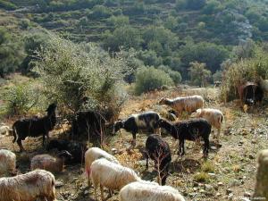 Korsische Schaf- und Ziegenkäse sind ein Genuss