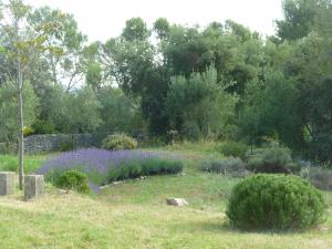 Garten - der Lavendel duftet