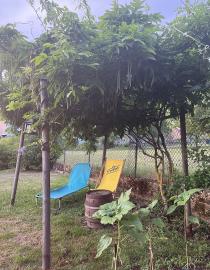 Schattiges Plätzchen im Garten unter der Glycine