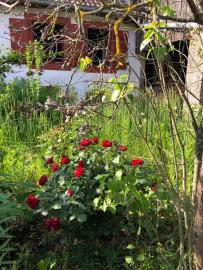Garten vor dem Eingang