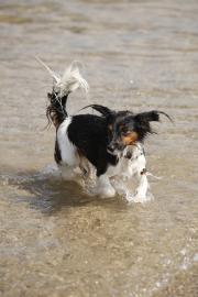 Urlaub auf vier Pfoten (Strand: Hunde erlaubt)
