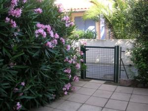 Hintere Terrasse Oleanderblüte