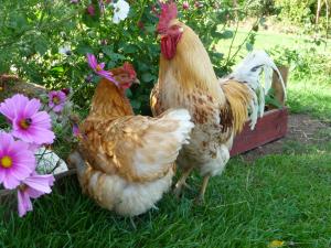 Hühner die für frische Eier auf dem Hof sorgen