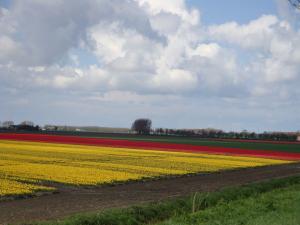 Tulpenfelder im Frühling