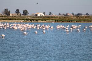 Flamingos im Ebrodelta