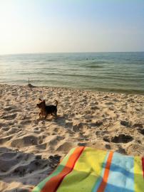Am Strand spielen , auch Spaß für Hunde