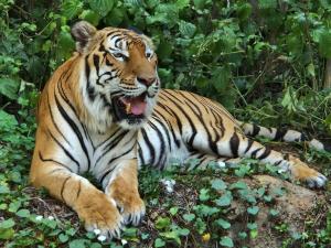 Zoo (Nakhon Ratchasima)