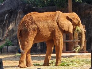 Zoo (Nakhon Ratchasima)
