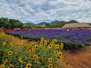 Blumengarten in Pak Chong (Khao Yai)